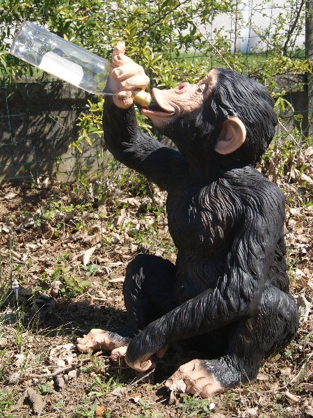 singe avec bouteille