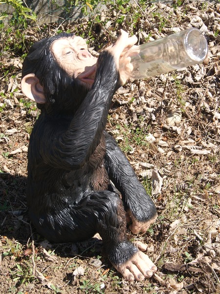 singe rigolo disponible de suite