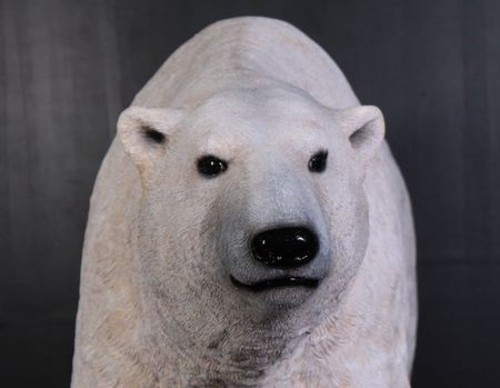 Malgré la fonte des glaces, les ours polaires du Svalbard se portent bien